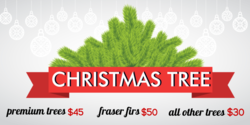 Christmas Tree Evergreen Banner